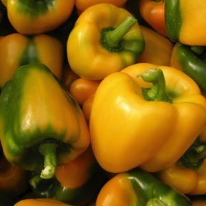 Capsicum