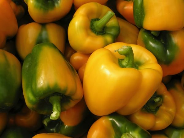 Capsicum