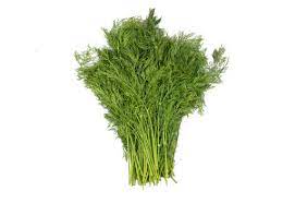 Dill Leaves